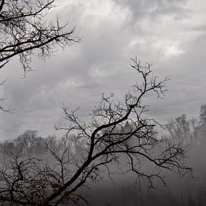 tree branches in the fog